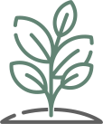 plant growing icon